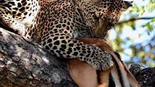 Leopard Plucking Fur Off Impala Carcass