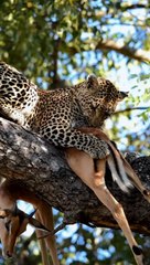 Leopard Plucking Fur Off Impala Carcass
