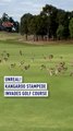 Kangaroos stampede across Melbourne golf course
