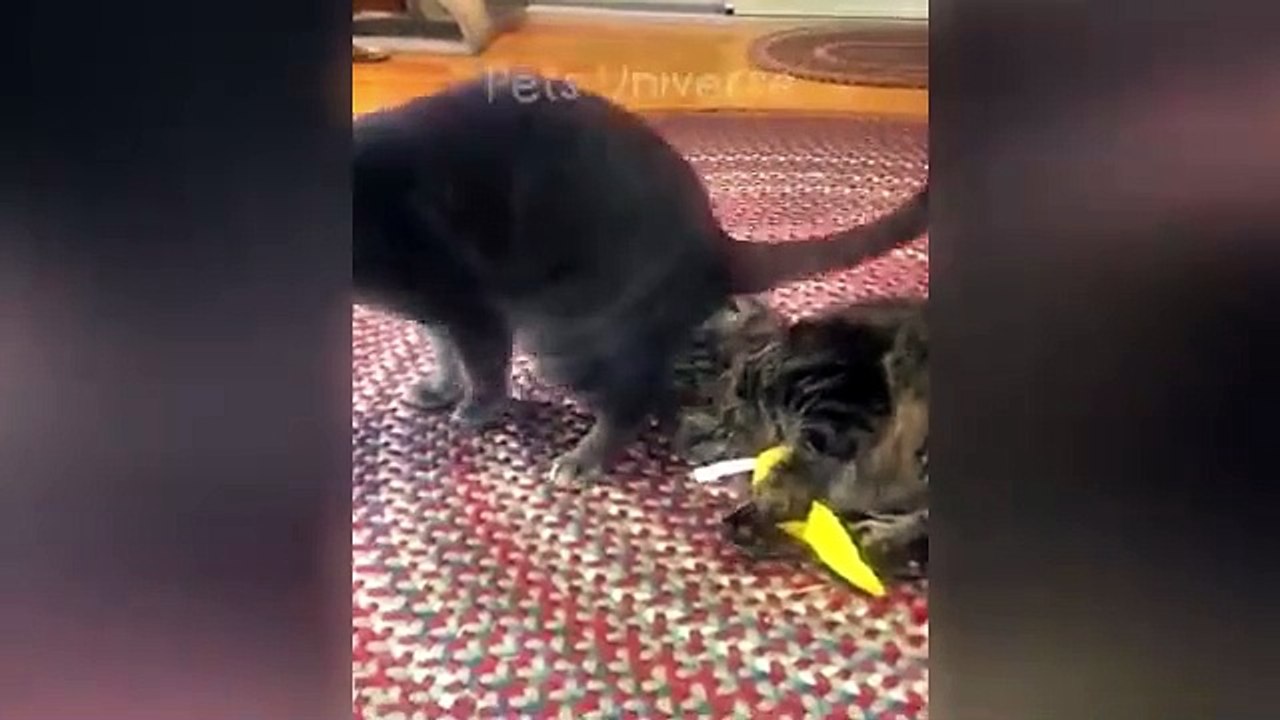 Ultimate Funny Cats and Dogs  Funniest Animals  Part 10