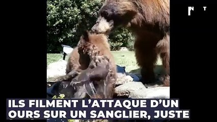 Ils filment l’attaque d’un ours sur un sanglier, juste à côté de leur voiture !