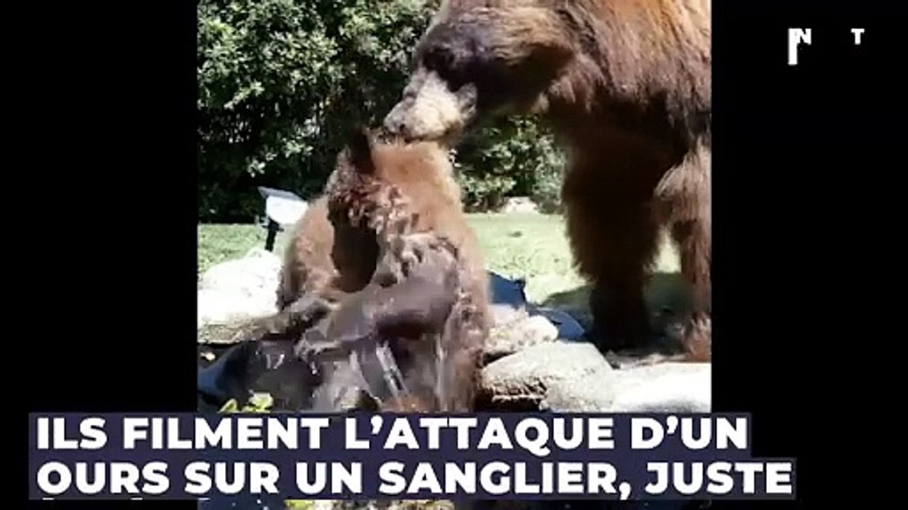Ils filment l’attaque d’un ours sur un sanglier, juste à côté de leur voiture !
