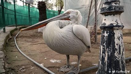 Pakistan: Islamabad's aviary educates about biodiversity