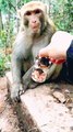 Viral Funny Monkey Shorts, Funny Honuman Reels, Monkey Shorts Video, Trending Video, Viral Video #Mankeyvideo#Animalsvideo