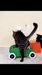 Kucing naik mobil