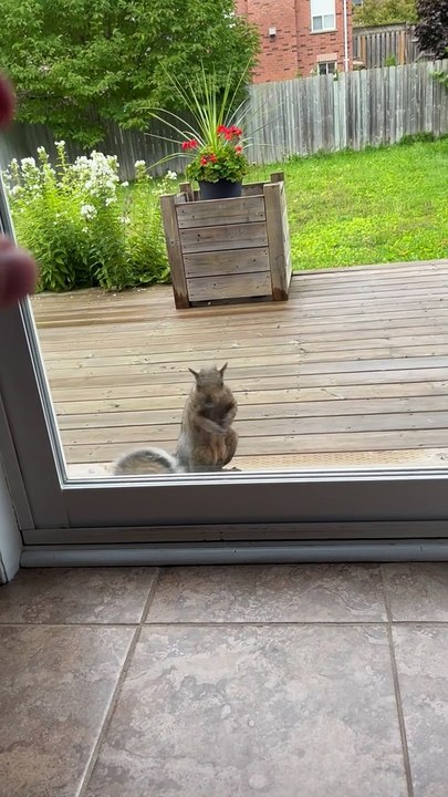 Persistent Squirrel Asks For Treats