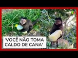 Mulher viraliza ao ter caldo de cana 'roubado' por macaco em Maringá (PR)