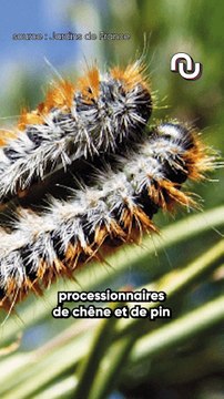 Elles s’appellent les chenilles processionnaires et elles sont dangereuses pour les humains et pour les animaux.-03