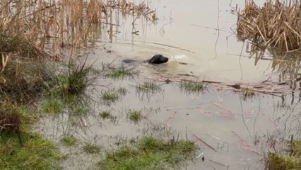 Momentary panic flirts with adorable puppy as she falls into pond