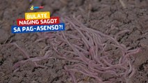 Bulate, naging sagot sa pag-asenso?! | I Juander