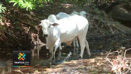 tn7-altas-temperaturas-generan-grandes-perdidas-en-agricultura-y-ganaderia-en-guanacaste-110324