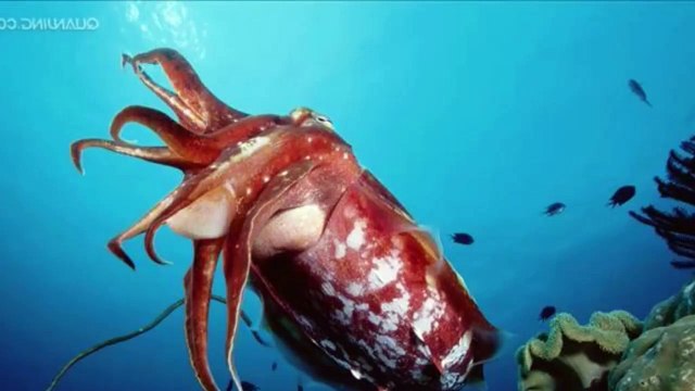 Khám Phá Quanh Ta: Mực ma cà rồng không thay đổi suốt hàng trăm triệu năm