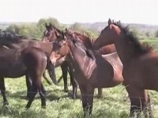 Troupeau de pouliches