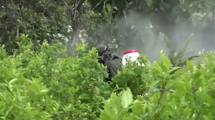 Erradicación de cultivos ilícitos no se puede aplicar en la mitad del país