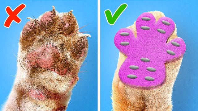 Cute Pet Hacks And Gadgets For Our Furry Friends
