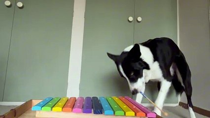 Pup Plays Percussion