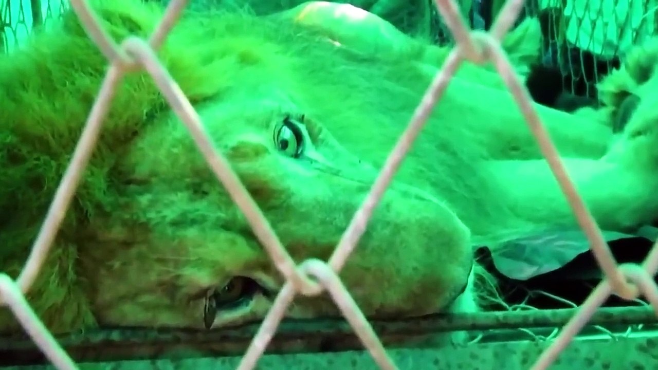 Animals Reunited With Owners After Years !