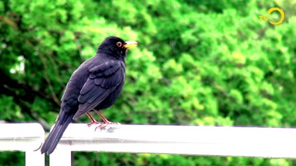 Demain Onex: La biodiversité