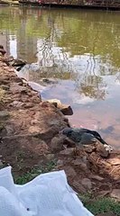 Ce héron très intelligent pêche avec du pain