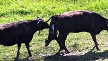 Grassfed, grass finished ranch in Washington!