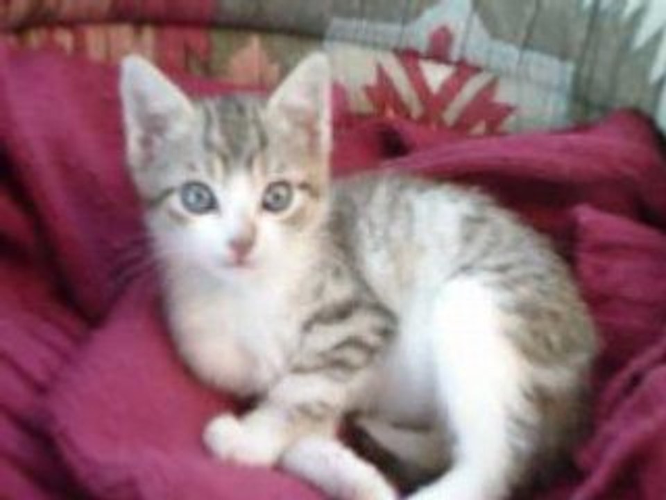 chaton tro mimi