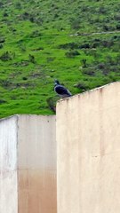 El cerro de los misterios | seres alados se paran en el techo de la casa de alado