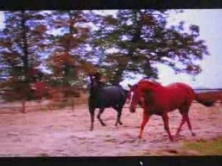 Film de chevaux - linking park bleed it out