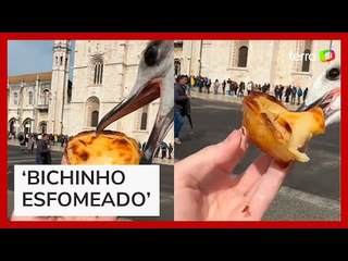 Casal passa horas em fila de restaurante em Lisboa e tem comida roubada por pássaro