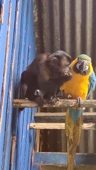 Monkey Feeds Macaw Parrot