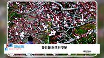 [굿모닝포토] 꽃망울 터뜨린 벚꽃 / YTN