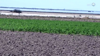 Aprovechan bajo nivel del lago de Chapala en Jamay para construir un dique y sembrar en zona federal
