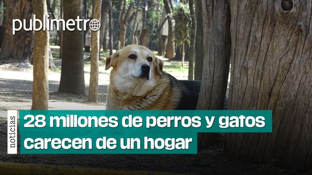 28 millones de perros y gatos carecen de hogar; por esto terminan en la calle