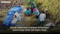 Tempo Explain: Harga Beras Bikin Publik Kelimpungan