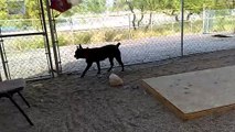 Old film❤️Clementine 5y A588099 German Shepherd Teaching me how She can Sit while She was playing Hide & Seek at Pima Animal Care Center❤️4000 N. Silverbell Tucson AZ 520-724-5900 on 3-31-2017old film