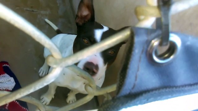 Old film❤️Arkansas 1y Pet Id 838954 German Shepherd learns sit watching kennelmate Brocolli Pet Id 840202 Neighbor Pharrell Pet Id 835799 & Brocolli Pet Id 840202 Lying Down kennel 9 HSSAZ Shelter 4-6-2017adopted4-7-2017