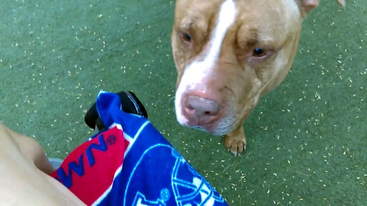 Old film❤️Some Adopted Kids that people have opened their Hearts & Home to & have spent some time visiting Pima Animal Care Center❤️4000 N. Silverbell Tucson AZ 520-724-5900 as of 3-30-17old film