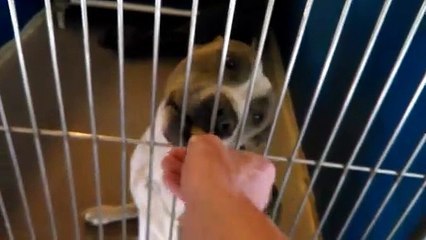 Old film❤️Drevon 3y A592871 Pit Bull Full of Lovins & a Beautiful Heart  under tent at Pima Animal Care Center❤️4000 N. Silverbell  Tucson AZ 520-724-5900 on 3-5-2017old film