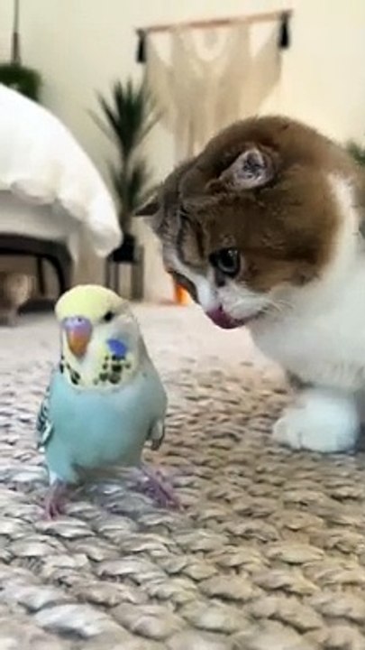 Cats are really Cute!