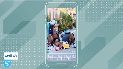 الخنازير البرية تغزو مدينة الصويرة المغربية