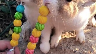 Rabbit Eating Candies | Animals Eating Food | Funny Animals