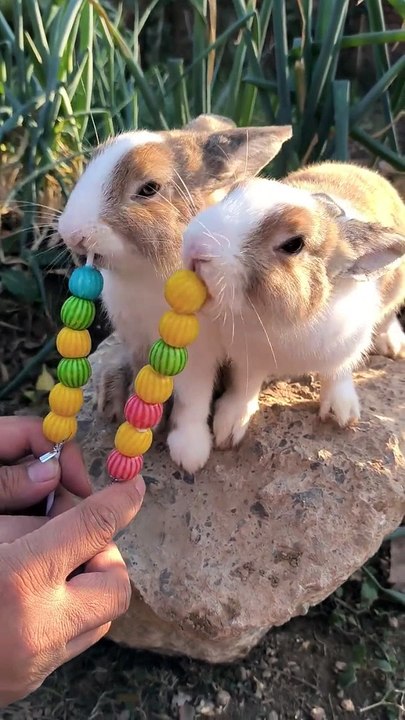 Rabbit Eating Candies | Animals Eating Food | Funny Animals