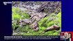 Une vingtaine de cadavres de renards découverts dans le Jura