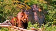 BEAR 4k HDR 60fps Video WITH RELEXING MUSIC/ BEAUTIFUL ANIMALS HDR VIDEO
