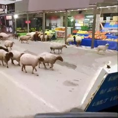 Koyun sürüsü manavı keşfetti! Ne var ne yok yedi