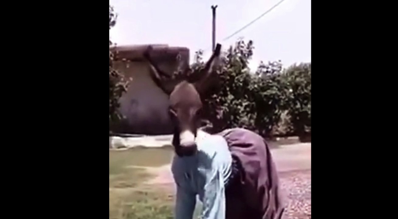 Donkey