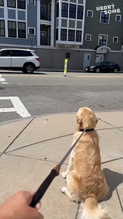 Heartwarming Reunion | Two Cute Dog Best Friends Meet Again on the Street
