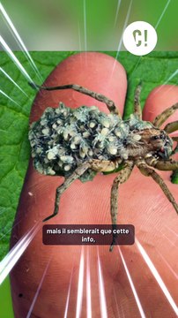 Les araignées loup pondent sous la peau ?