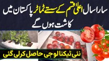 Tomato Cultivation Ki New Technology Jis Se High Quality Tomatoes Sara Sal Kasht Hun Ge