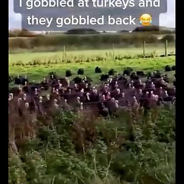 Funniest Animals Videos 2026 Try Not To Laugh Dogs And Cats Funniest Animals Ever! 🐾😂 | Animal Comedy Kingdom