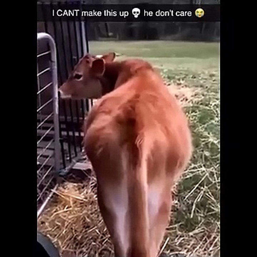 ⁣Funniest Animals Videos 2026 Try Not To Laugh Dogs